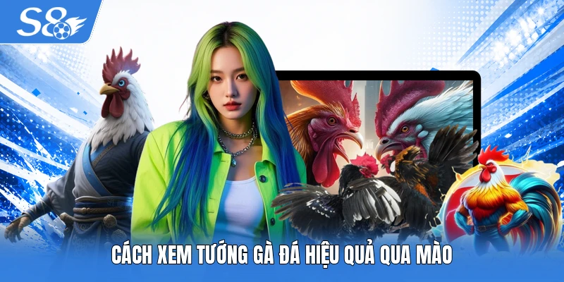 Cách xem tướng gà đá hiệu quả qua mào