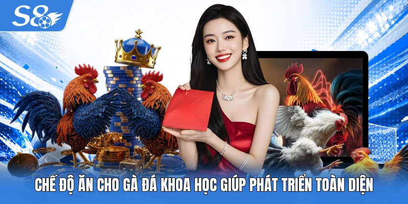 Chế độ ăn cho gà đá